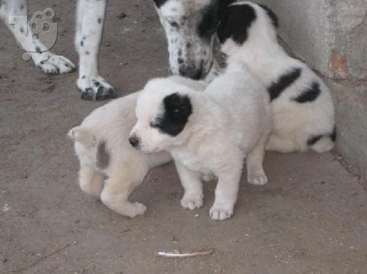 Ποιμενικός Κεντρικής Ασίας – 380 euro